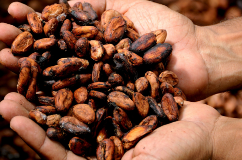 El árbol de cacao es una planta de la familia de las Esterculiáceas. Alcanza una altura de 6 m y tiene hojas de hasta 30 cm.